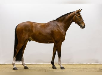 KWPN, Caballo castrado, 5 años, 165 cm, Castaño