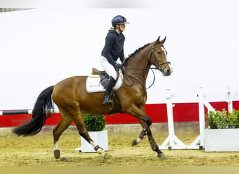 KWPN, Caballo castrado, 5 años, 165 cm, Castaño