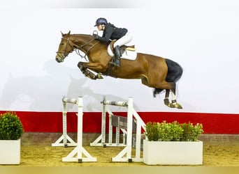 KWPN, Caballo castrado, 5 años, 165 cm, Castaño