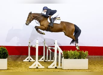 KWPN, Caballo castrado, 5 años, 165 cm, Castaño