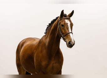 KWPN, Caballo castrado, 5 años, 165 cm, Castaño