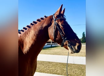 KWPN, Caballo castrado, 5 años, 166 cm, Alazán