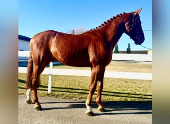 KWPN, Caballo castrado, 5 años, 166 cm, Alazán