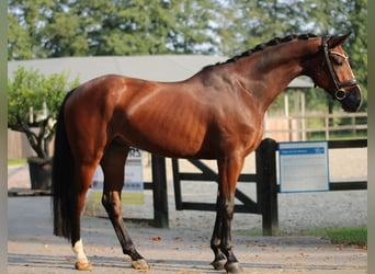 KWPN, Caballo castrado, 5 años, 166 cm, Castaño