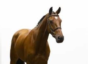 KWPN, Caballo castrado, 5 años, 166 cm, Castaño