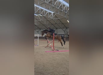 KWPN, Caballo castrado, 5 años, 166 cm, Castaño oscuro