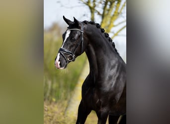 KWPN, Caballo castrado, 5 años, 166 cm, Morcillo