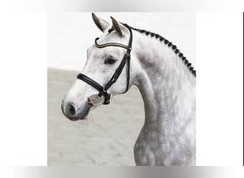 KWPN, Caballo castrado, 5 años, 166 cm, Tordo