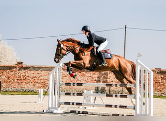 KWPN, Caballo castrado, 5 años, 167 cm, Alazán