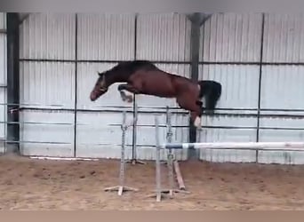 KWPN, Caballo castrado, 5 años, 167 cm, Castaño