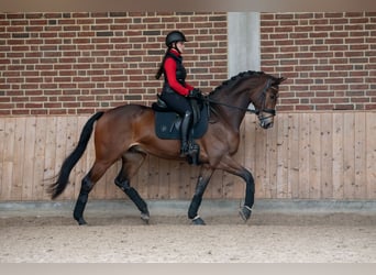 KWPN, Caballo castrado, 5 años, 167 cm, Castaño