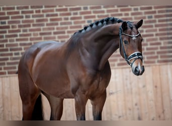 KWPN, Caballo castrado, 5 años, 167 cm, Castaño