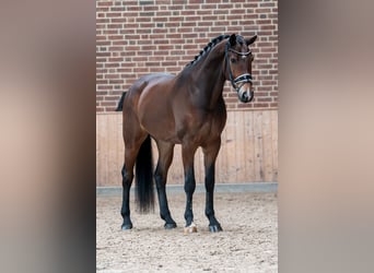 KWPN, Caballo castrado, 5 años, 167 cm, Castaño