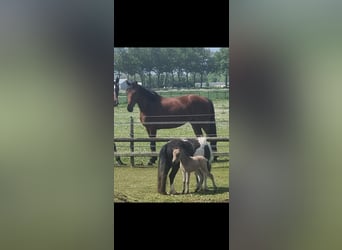 KWPN, Caballo castrado, 5 años, 167 cm, Castaño