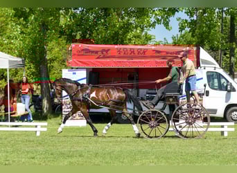 KWPN, Caballo castrado, 5 años, 167 cm, Castaño
