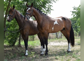 KWPN, Caballo castrado, 5 años, 167 cm, Castaño