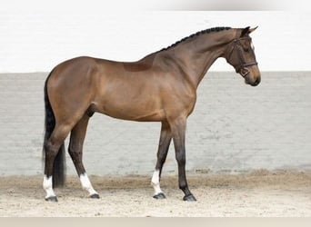 KWPN, Caballo castrado, 5 años, 167 cm, Castaño