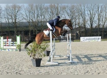 KWPN, Caballo castrado, 5 años, 167 cm, Castaño