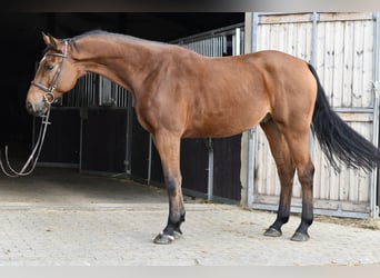 KWPN, Caballo castrado, 5 años, 167 cm, Castaño