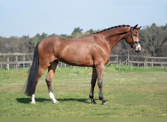 KWPN, Caballo castrado, 5 años, 167 cm, Castaño claro