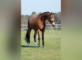 KWPN, Caballo castrado, 5 años, 167 cm, Castaño claro