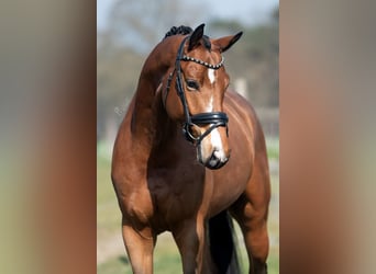 KWPN, Caballo castrado, 5 años, 167 cm, Castaño claro
