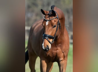 KWPN, Caballo castrado, 5 años, 167 cm, Castaño claro