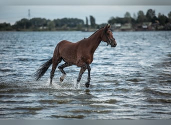 KWPN, Caballo castrado, 5 años, 167 cm, Castaño