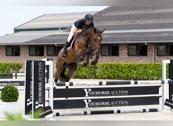 KWPN, Caballo castrado, 5 años, 167 cm, Castaño oscuro