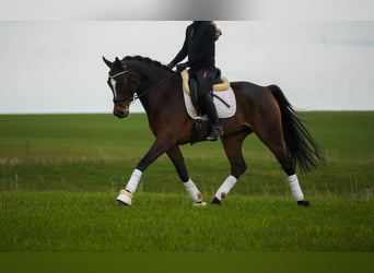 KWPN, Caballo castrado, 5 años, 167 cm, Morcillo