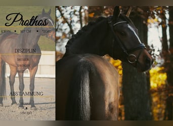 KWPN, Caballo castrado, 5 años, 167 cm, Morcillo