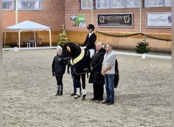 KWPN, Caballo castrado, 5 años, 167 cm, Negro