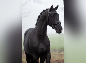 KWPN, Caballo castrado, 5 años, 167 cm, Negro