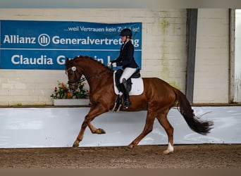 KWPN, Caballo castrado, 5 años, 168 cm, Alazán-tostado