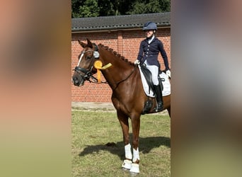 KWPN, Caballo castrado, 5 años, 168 cm, Alazán-tostado