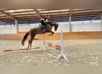 KWPN, Caballo castrado, 5 años, 168 cm, Alazán-tostado