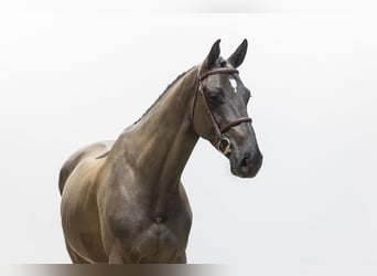 KWPN, Caballo castrado, 5 años, 168 cm