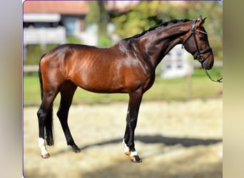 KWPN, Caballo castrado, 5 años, 168 cm, Castaño