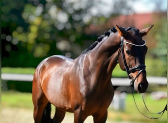 KWPN, Caballo castrado, 5 años, 168 cm, Castaño