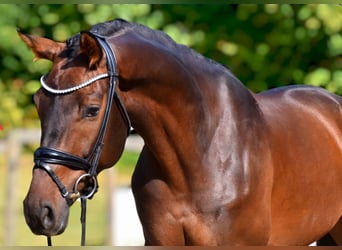 KWPN, Caballo castrado, 5 años, 168 cm, Castaño