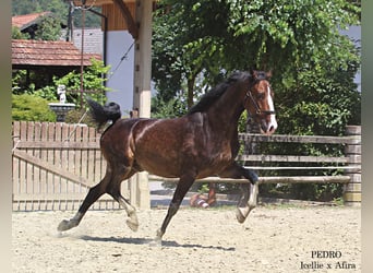 KWPN, Caballo castrado, 5 años, 168 cm, Castaño