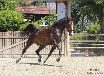 KWPN, Caballo castrado, 5 años, 168 cm, Castaño