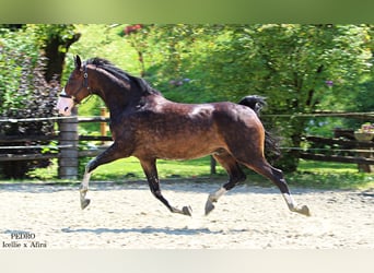 KWPN, Caballo castrado, 5 años, 168 cm, Castaño