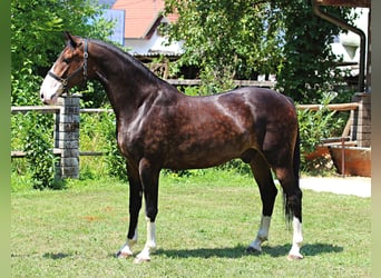 KWPN, Caballo castrado, 5 años, 168 cm, Castaño