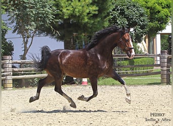 KWPN, Caballo castrado, 5 años, 168 cm, Castaño