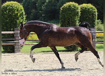 KWPN, Caballo castrado, 5 años, 168 cm, Castaño