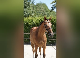KWPN, Caballo castrado, 5 años, 168 cm, Castaño