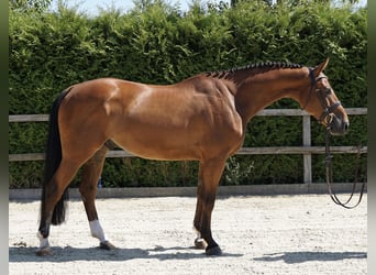 KWPN, Caballo castrado, 5 años, 168 cm, Castaño