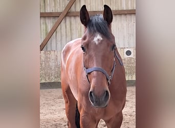 KWPN, Caballo castrado, 5 años, 168 cm, Castaño