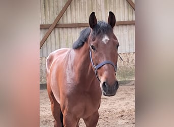 KWPN, Caballo castrado, 5 años, 168 cm, Castaño